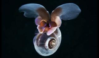 Snail