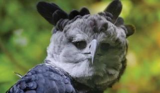 Harpy Eagle