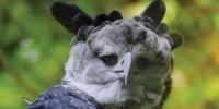 Harpy Eagle