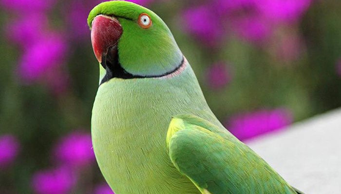 میرا پیارا طوطا