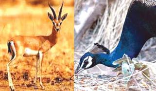 Illegal Hunting