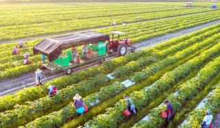 Agriculture