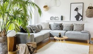 House Plants