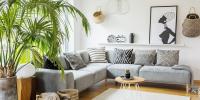 House Plants