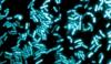 Bacteria
