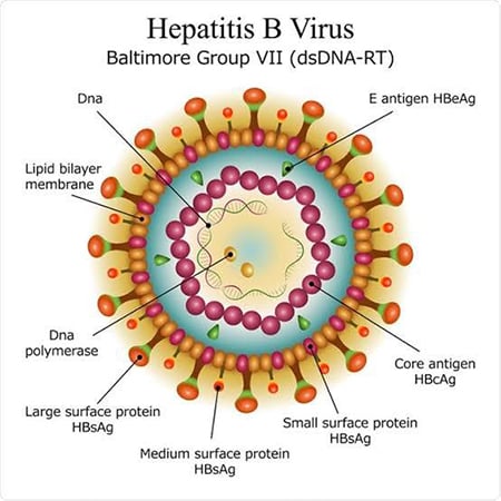 ہیپاٹائٹس بی اور سی کے وائرس کا معمہ