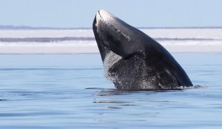 Bowhead Whale