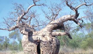 Baobab