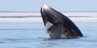Bowhead Whale