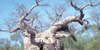 Baobab