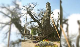 Old Tree