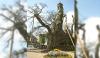 Old Tree