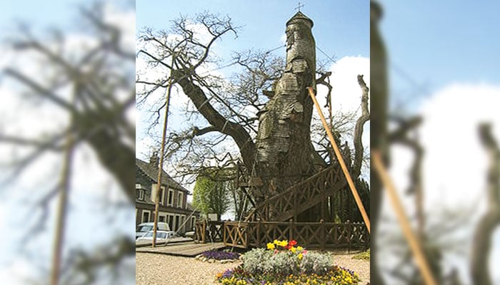 ’’ہیکل مقاصد‘‘ 1200 سال قدیم درخت پر بنا گرجا گھر 