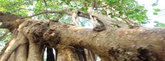 قدیم درخت کا عجیب نام ’’روڈھے شاہ مائی بوڑھ‘‘