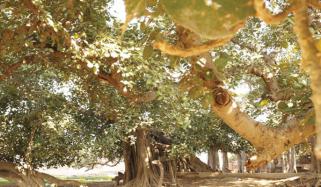 Old Tree