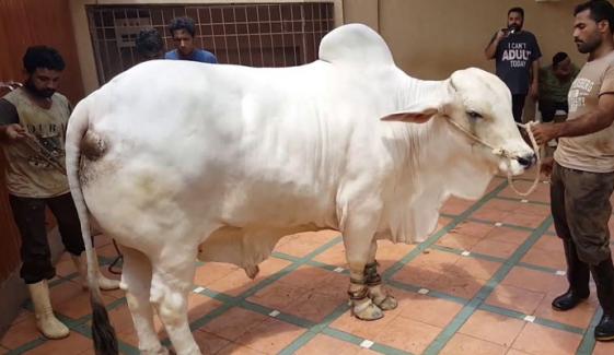 Eid Ul Azha