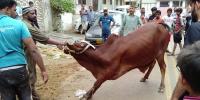 Eid Ul Azha