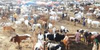 Cattle Market