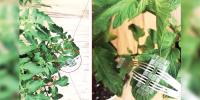 Plants