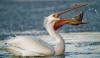 Pelican Bird