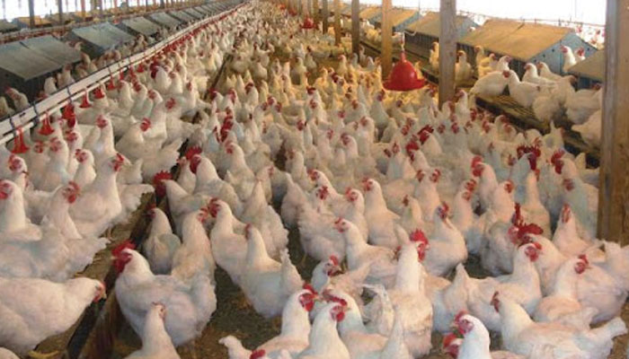 حکومت مڈل مین کا کردار ختم کرے تاکہ صارفین کو مناسب قیمت پر مرغی ملتی رہے