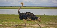 Ostrich