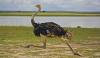 Ostrich