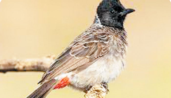 بلوچستان: نایاب جانوروں، پرندوں کا مسکن