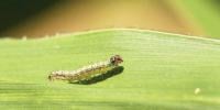 Fall Armyworm
