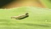 Fall Armyworm