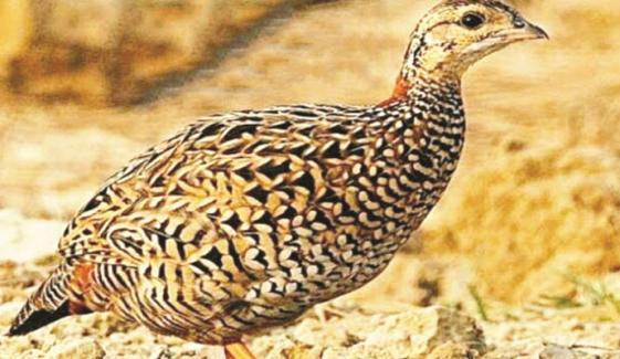 Black Francolin