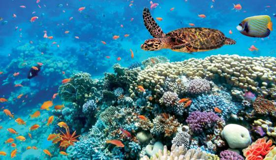 Biodiversity