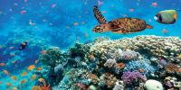 Biodiversity
