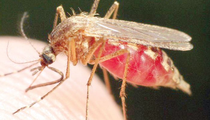 ملیریا کے متعلق اہم معلومات اور بچاؤ کے طریقے