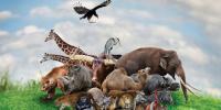 Animals