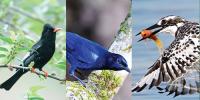 Birds