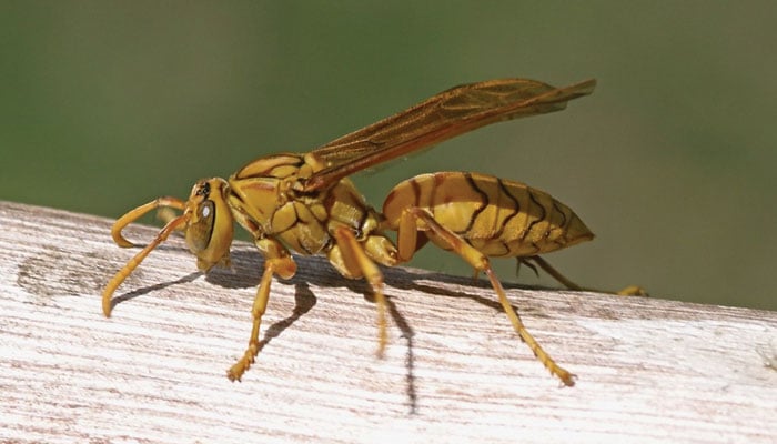 انسائیکلو پیڈیا: بھڑ (wasp)