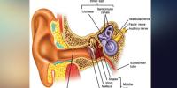 Human Ear
