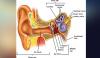 Human Ear