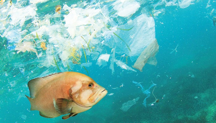 پلاسٹک سمندر کیلئے خطرہ