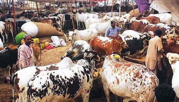 قربانی کے عیب دار جانور کا مسئلہ