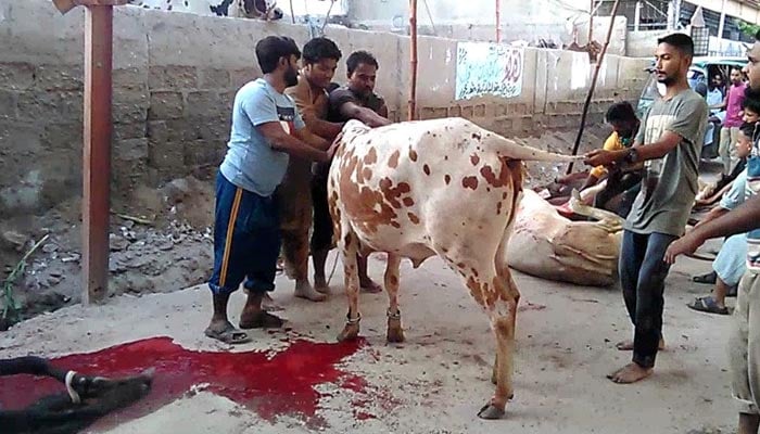 قربانی کے احکام و مسائل (گزشتہ سے پیوستہ)