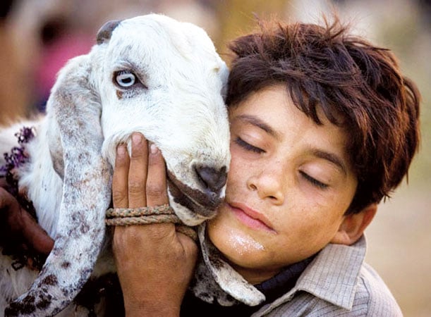 پالتو جانوروں کی قربانی