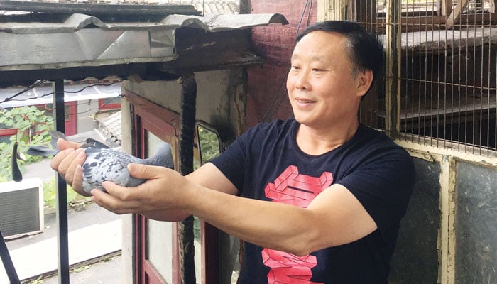 کبوتر بازی کا شوق پورا کرتا ایک چینی شہری