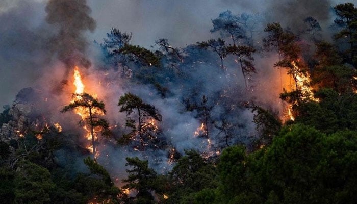 جنگلات میں آتش زدگی کی وجوہ، اثرات اور قابو پانے کے اقدامات