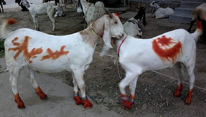 ’’قُربانی‘‘ صرف اللہ کی رضا اور اُس کے قُرب کے لیے