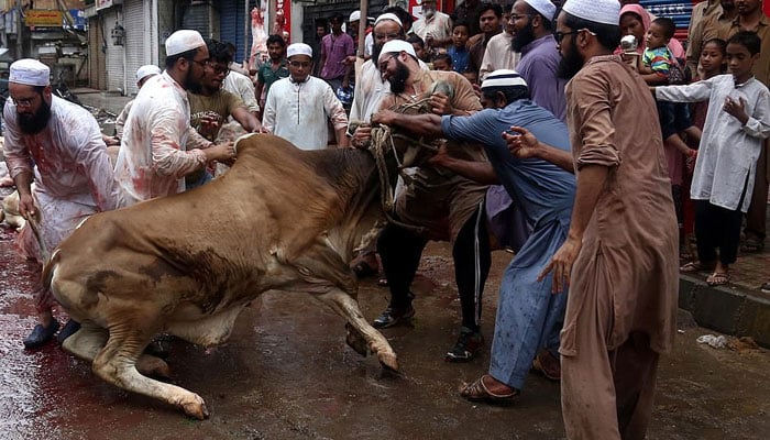 بڑے جانور میں سات حصے ہوتے ہیں