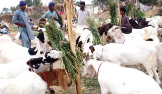 Eid Ul Azha