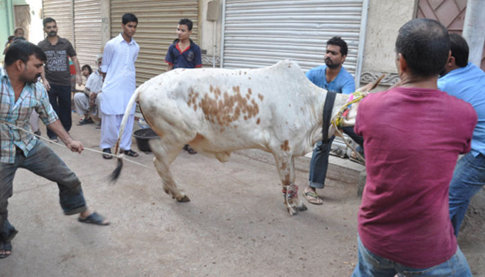 جذبہ قُربانی (سنتِ ابراہیمی کے تناظر میں)