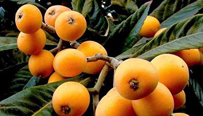 ’’لوکاٹ‘‘ طبی فوائد سے مالامال، رسیلا، ذائقے دار پھل